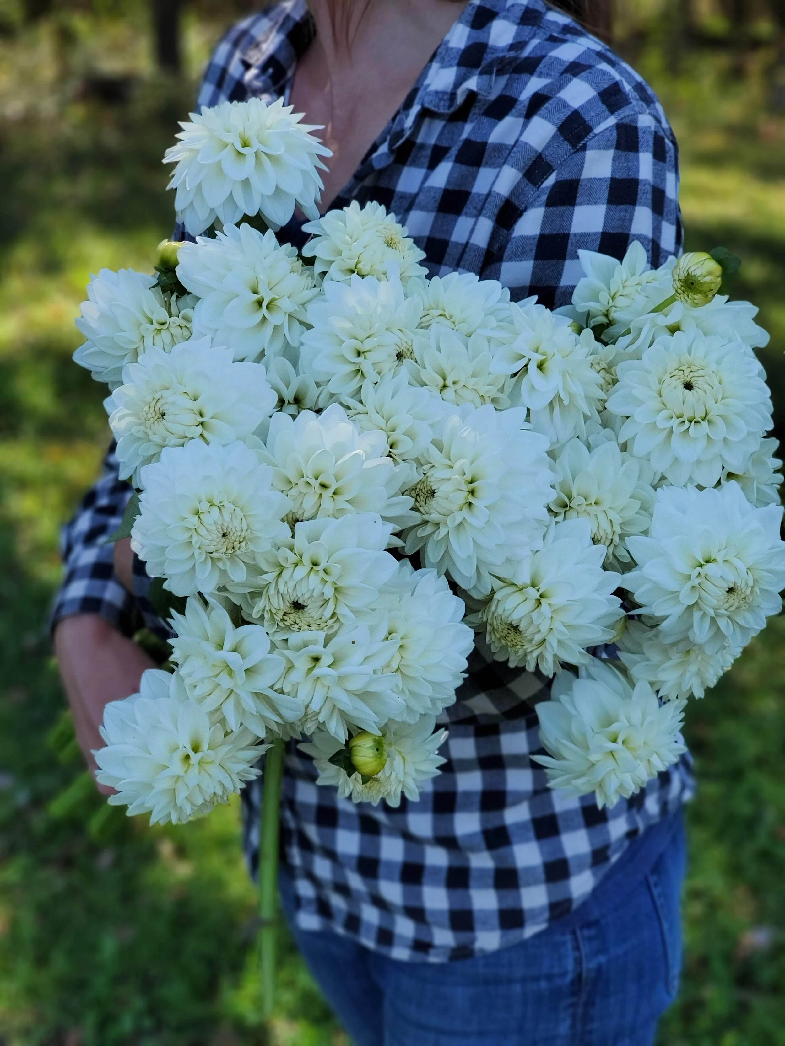 Blizzard Dahlia Tuber — Goose Creek Gardens